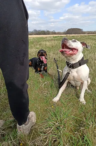 SniffRoom- Monika Dudzic Behawiorystka i Trenerka Psów